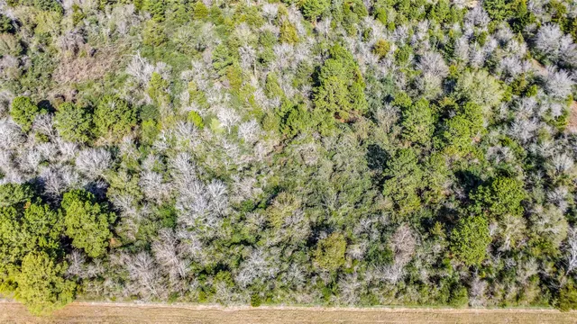 a view of a forest with a tree