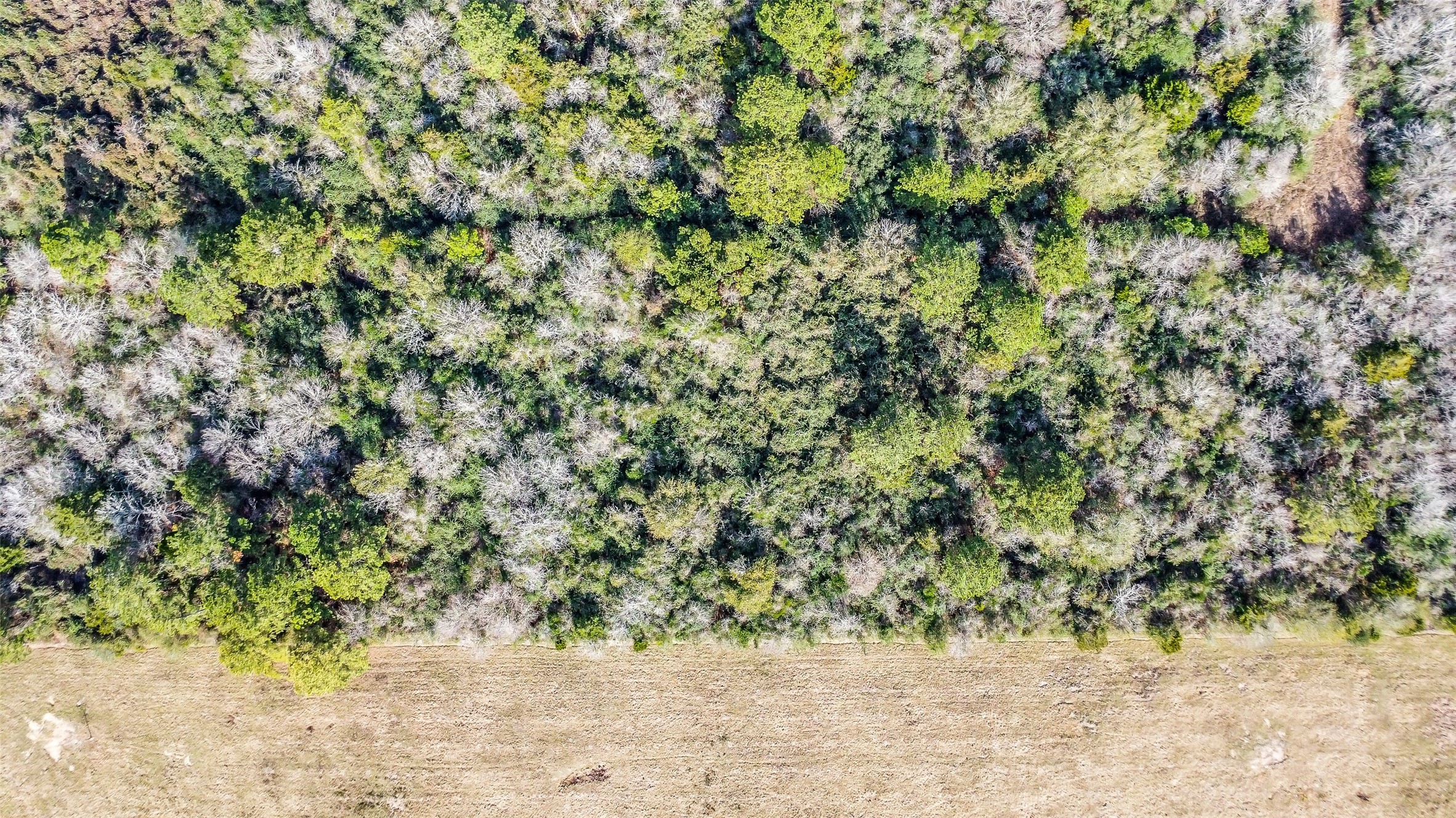 17625 Falcon Lane Hempstead, TX 77445 - Photo 10 of 22 a view of a yard with a tree