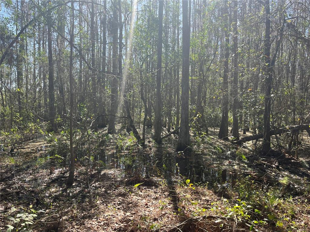 Mt Pleasant Road Groveland, FL 34736 - Photo 9 of 15