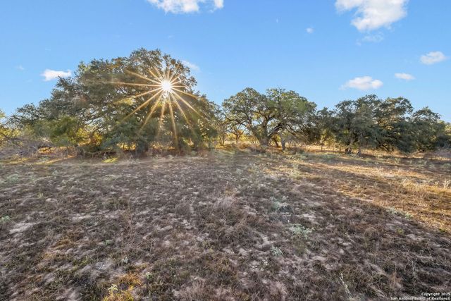 a view of a tree in a yard