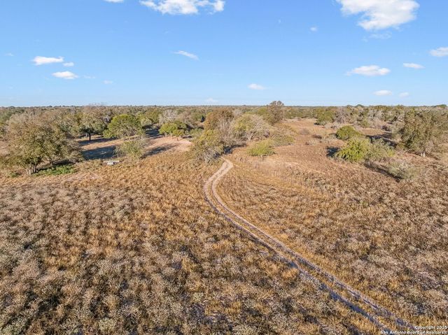 a view of a plants with a tree in the background