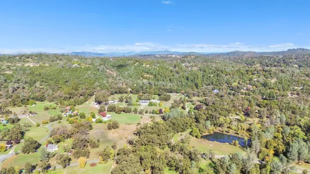 a close up of a plant in a garden