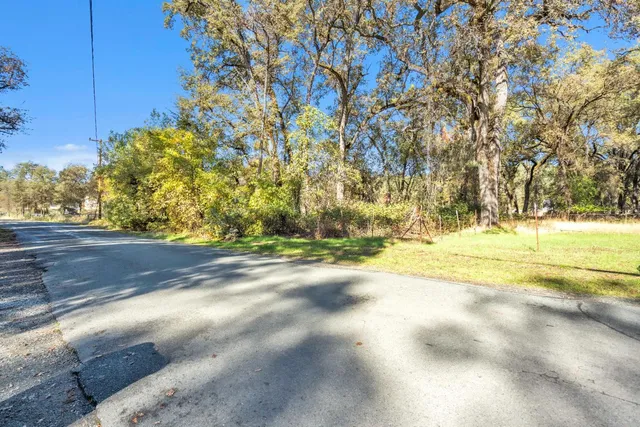 a close up of a tree