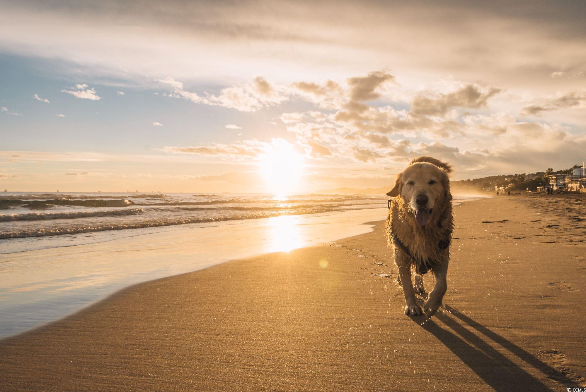 3300 Bay View North Myrtle Beach, SC 29582 - Photo 30 of 33