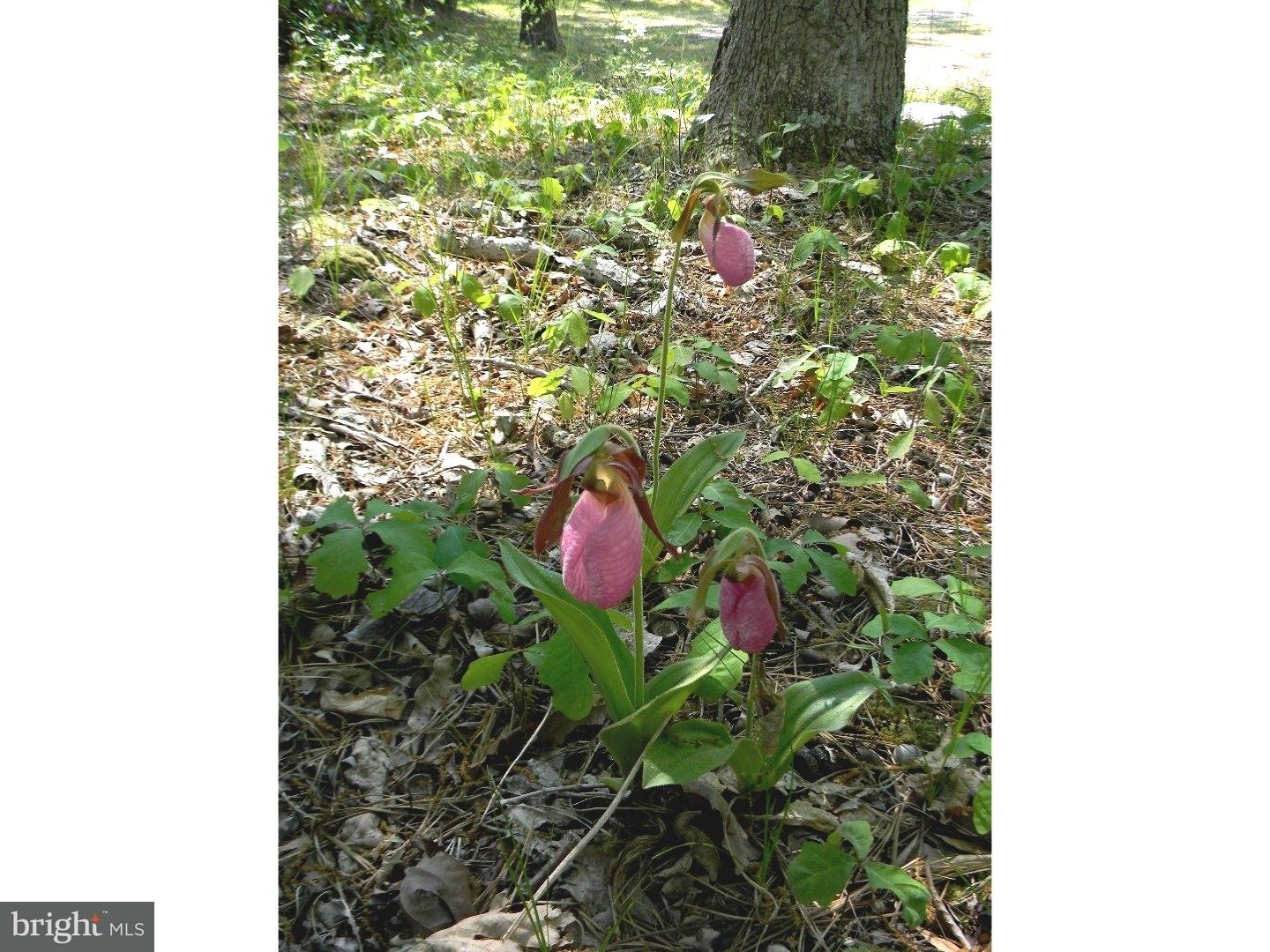 419 Stokes Road Vincentown, NJ 08088 - Photo 25 of 25 Front Yard