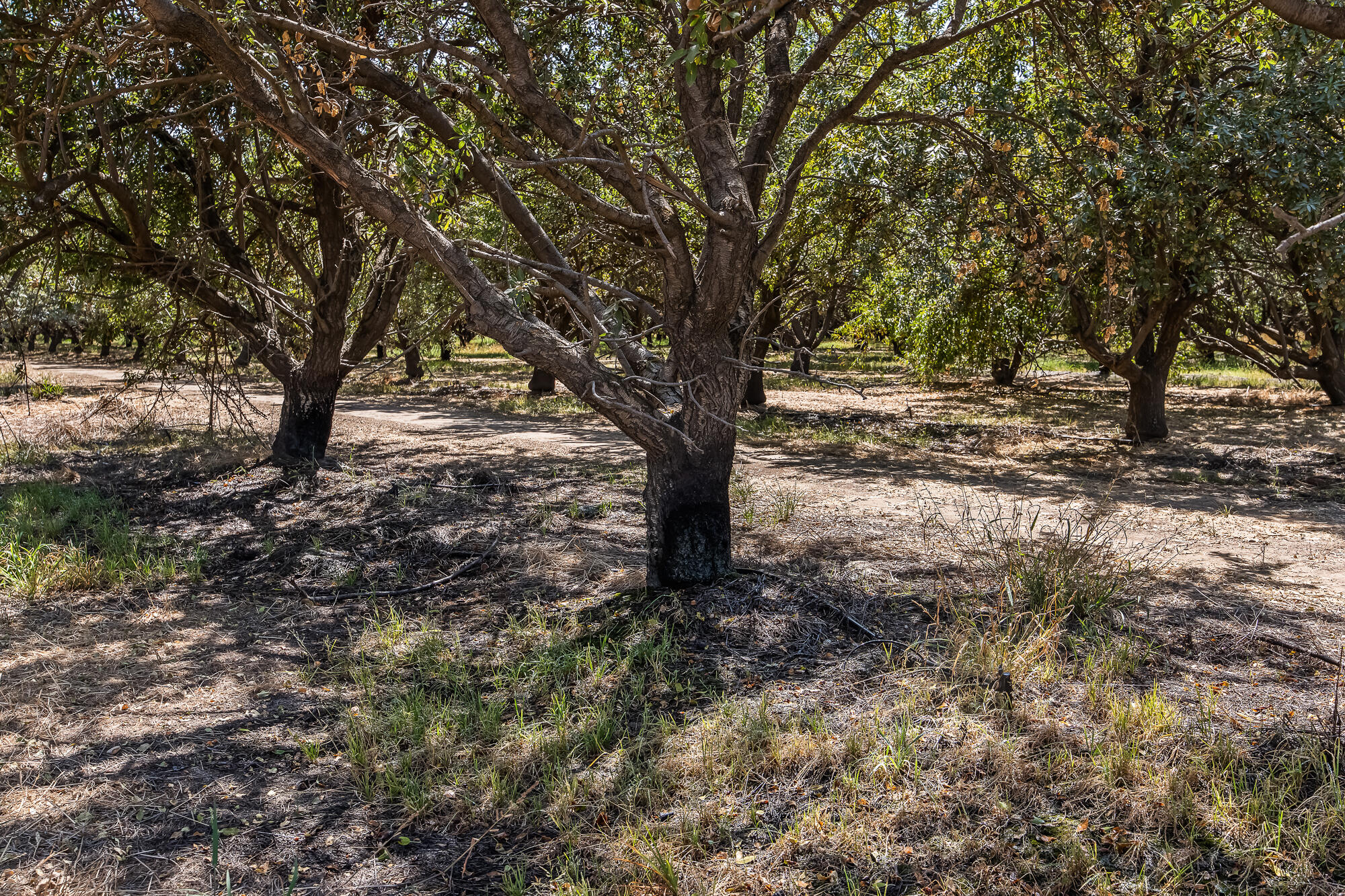 East Cleveland Road El Nido, CA 95317 - Photo 4 of 21 El Nido Ranch Camera Ground Level Shots
