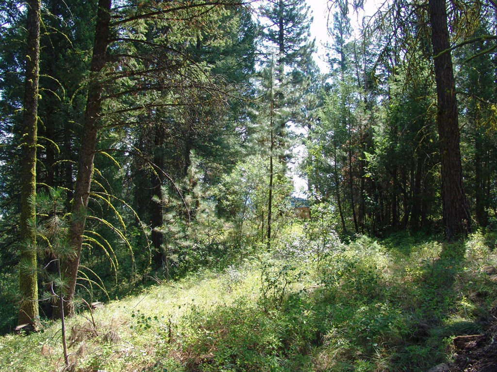 105 Poplar Lane, Unit 11 Cascade, ID 83611 - Photo 11 of 16 Natural Ground Cover & Timber