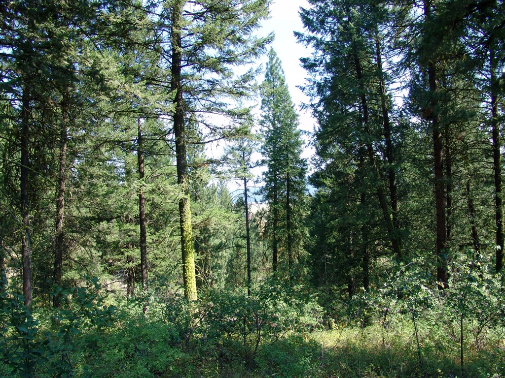 105 Poplar Lane, Unit 11 Cascade, ID 83611 - Photo 3 of 16 Nicely Wooded