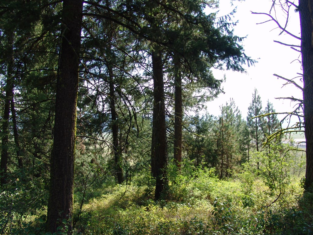 105 Poplar Lane, Unit 11 Cascade, ID 83611 - Photo 5 of 16 Timber & Views