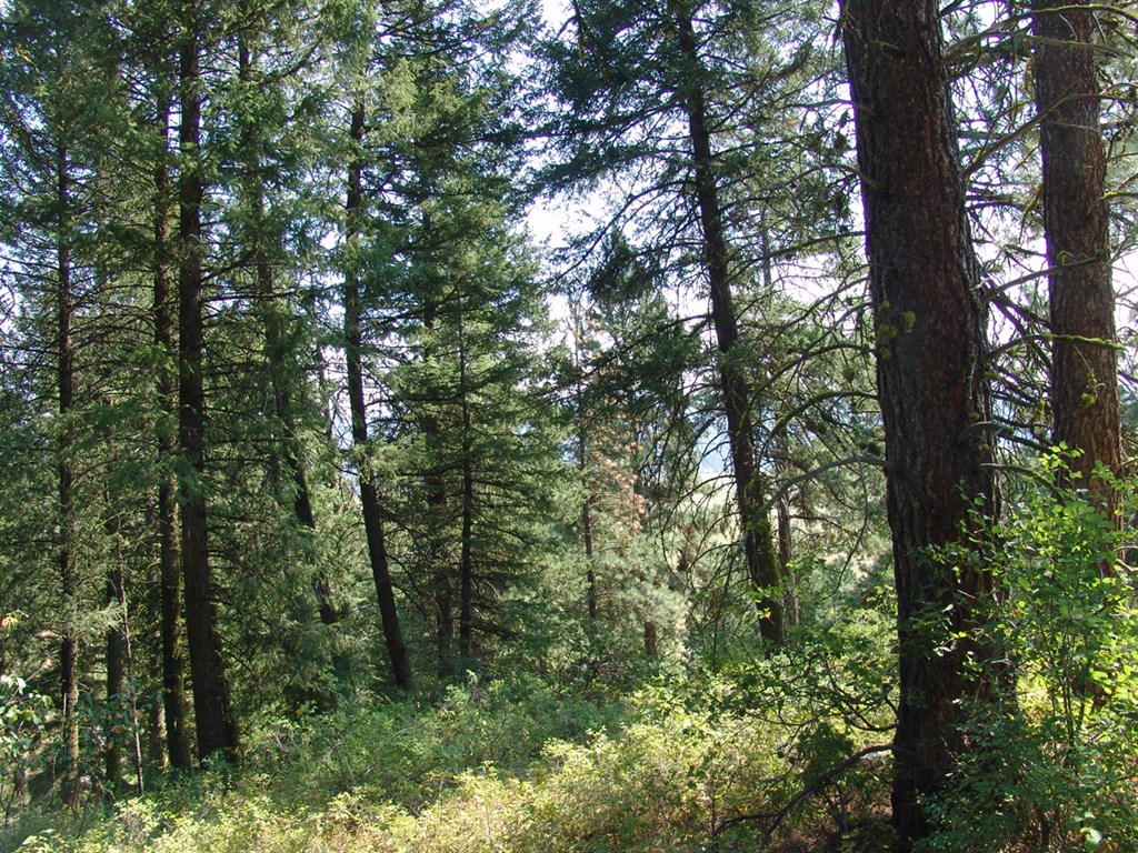 105 Poplar Lane, Unit 11 Cascade, ID 83611 - Photo 8 of 16 Sloped & Wooded Terrain