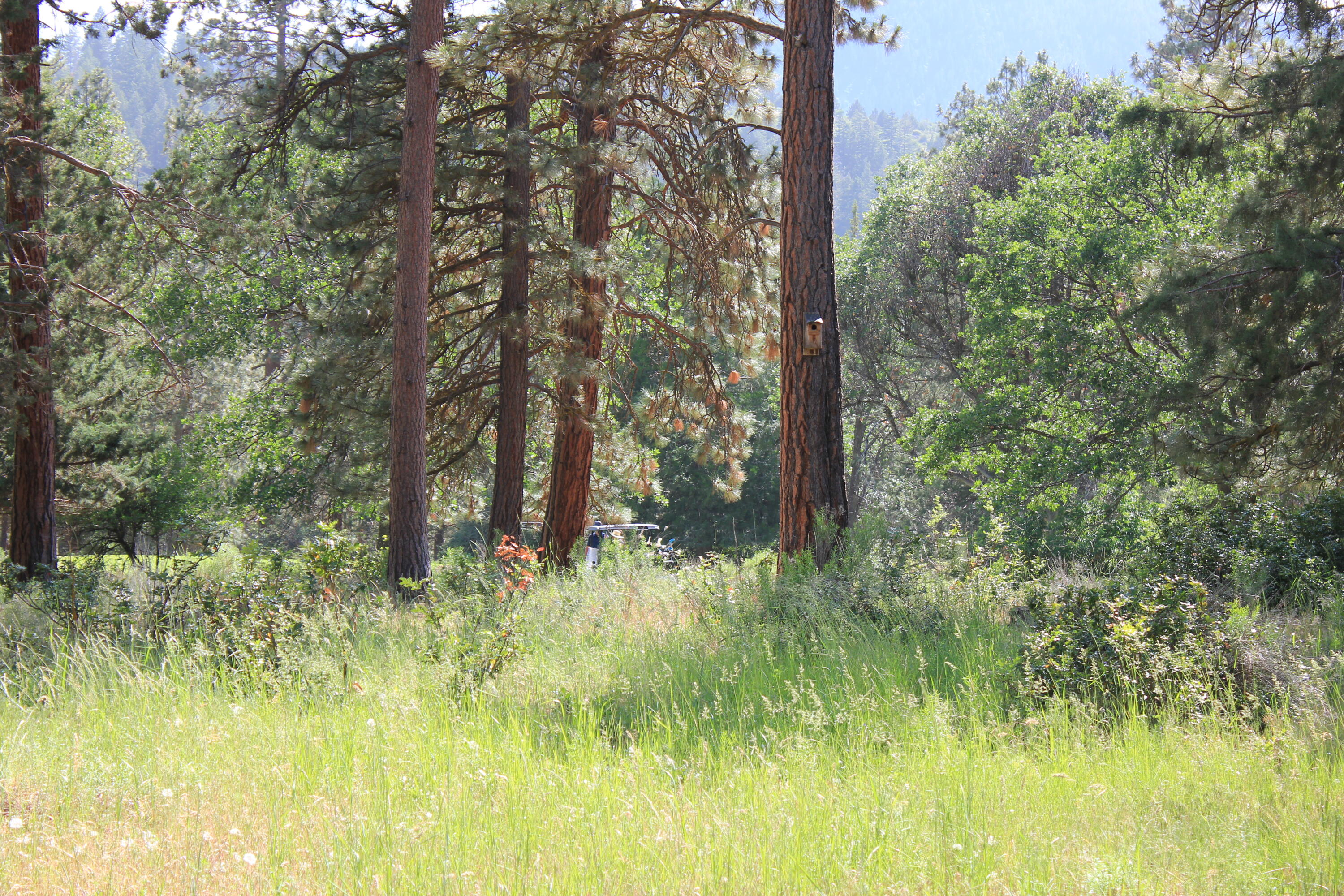 Lot 165 Kestrel Road Klamath Falls, OR 97601 - Photo 6 of 28 IMG_8462