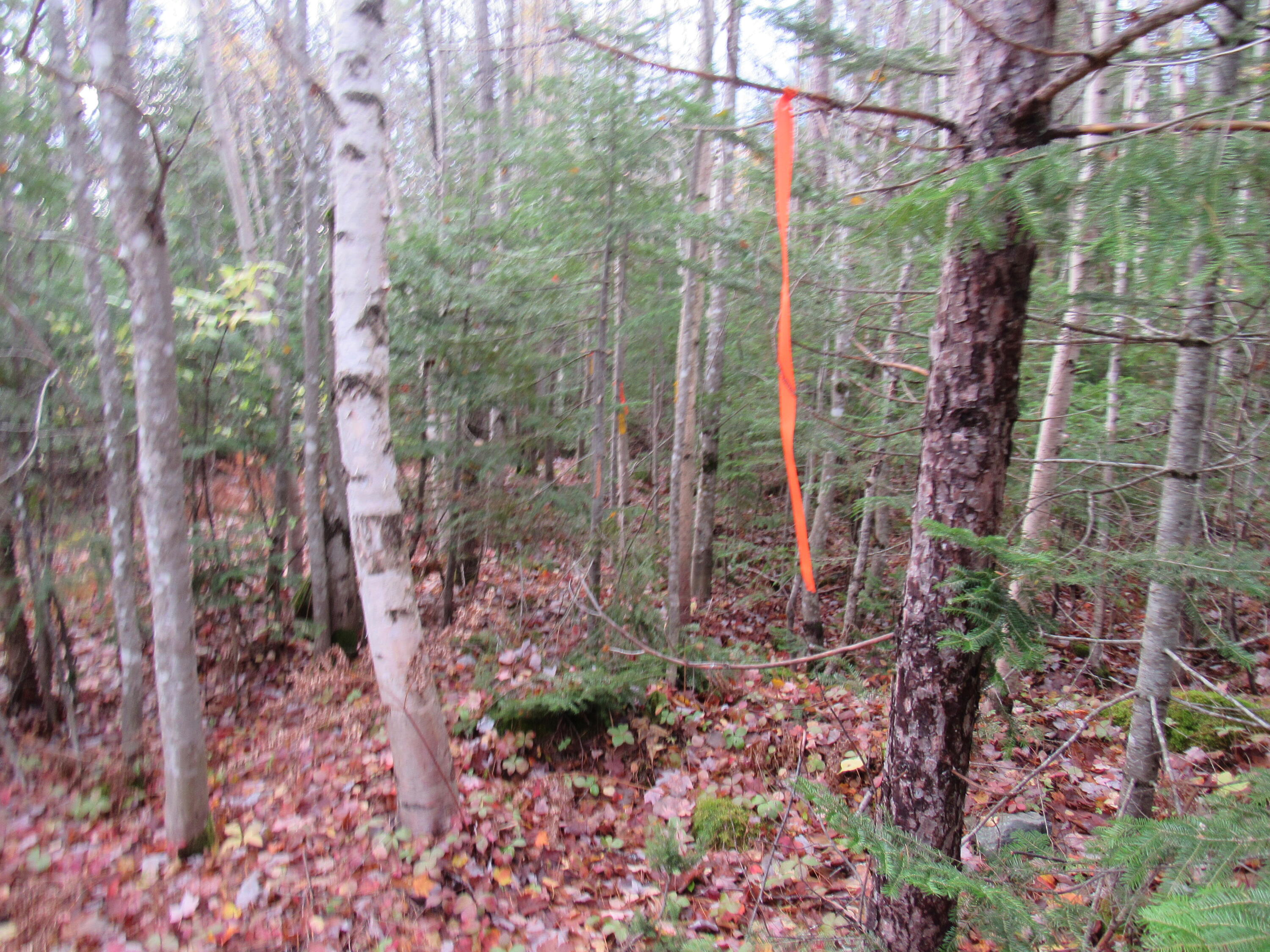 Lot112 Larochelle Road West Forks, ME 04945 - Photo 10 of 12 IMG_7218