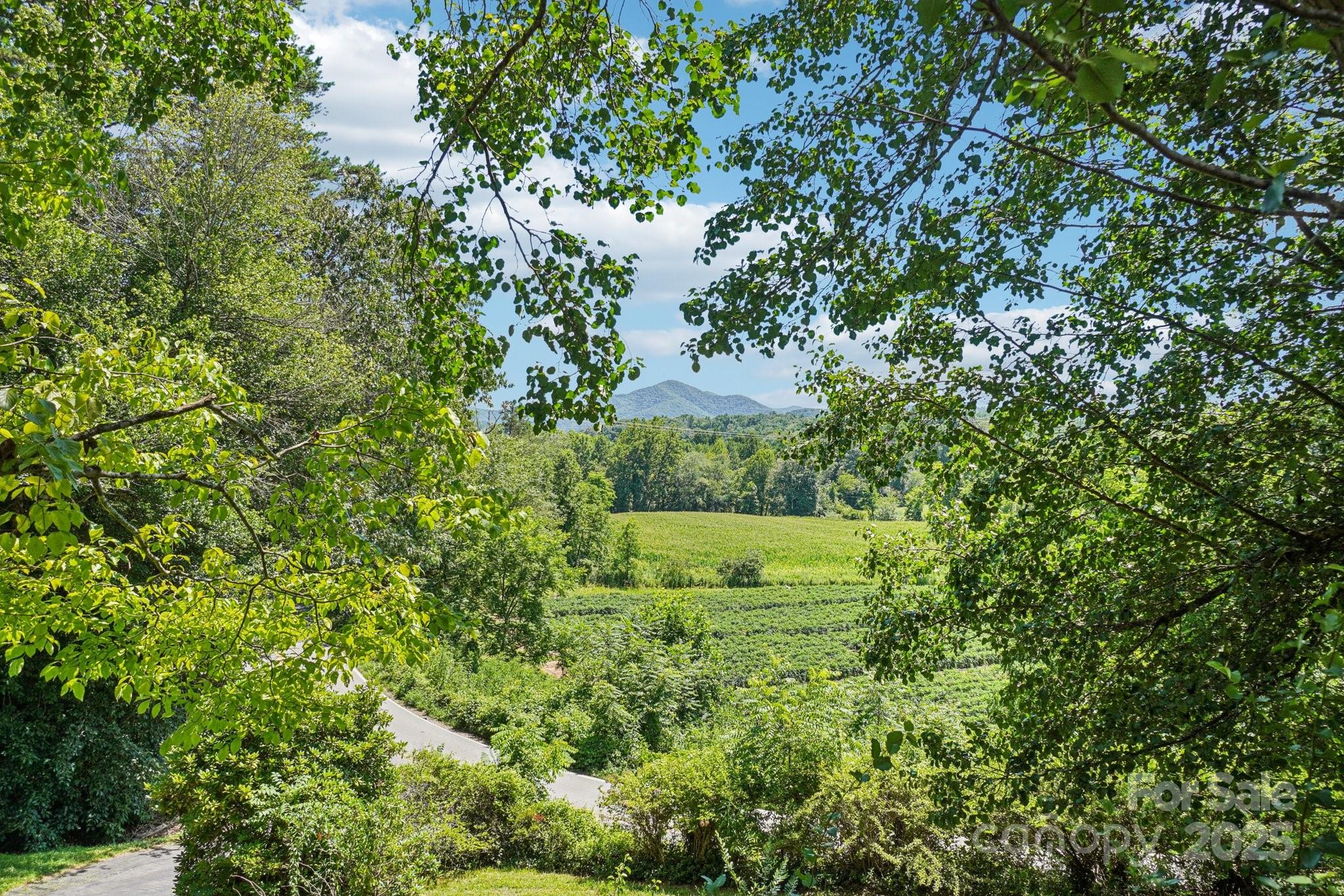 203 North Beaverdam Road Candler, NC 28715 - Photo 4 of 40 a view of a yard with large trees