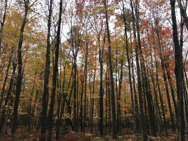 $80,000 | 1860 East Swede Road, Cedarville, MI 49719