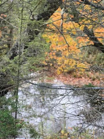 $80,000 | 1860 East Swede Road, Cedarville, MI 49719