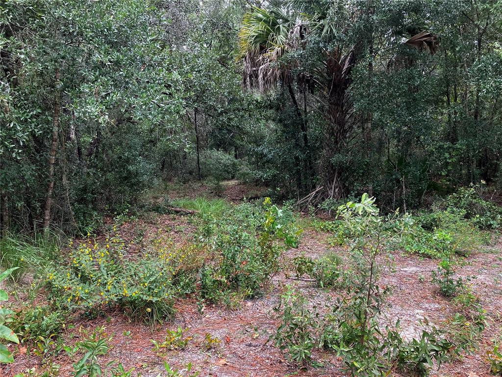 9255 Grouse Way Hudson, FL 34669 - Photo 14 of 15 a view of a lush green forest