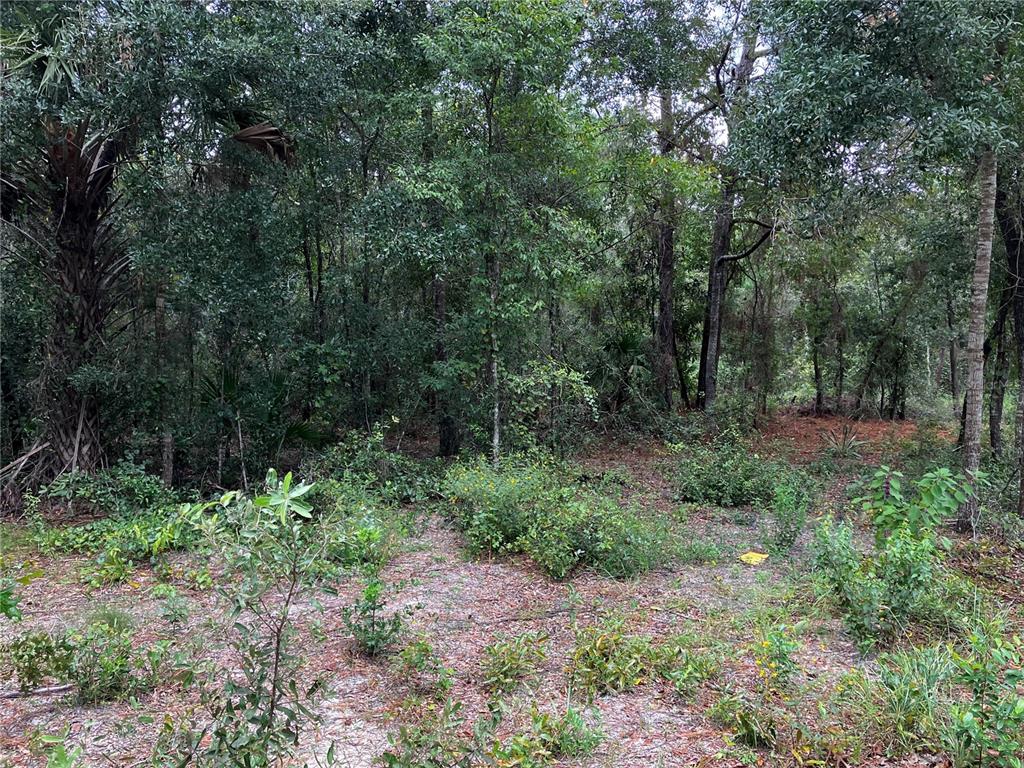 9255 Grouse Way Hudson, FL 34669 - Photo 15 of 15 a big yard with lots of green space and deers