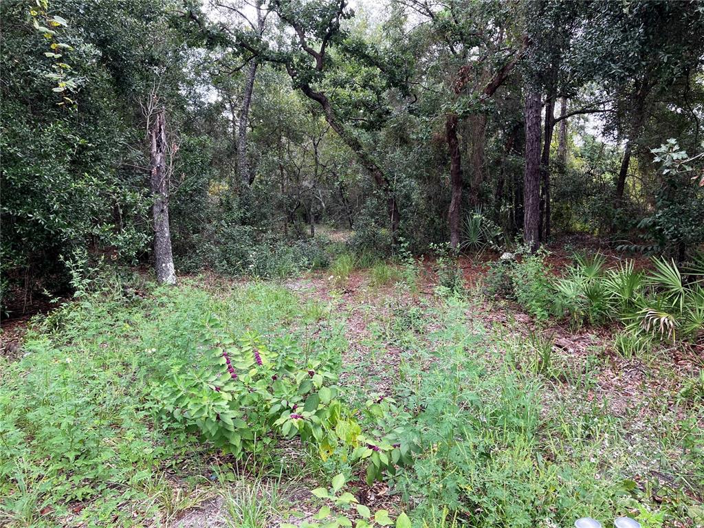 9255 Grouse Way Hudson, FL 34669 - Photo 3 of 15 a big yard with lots of green space and deers