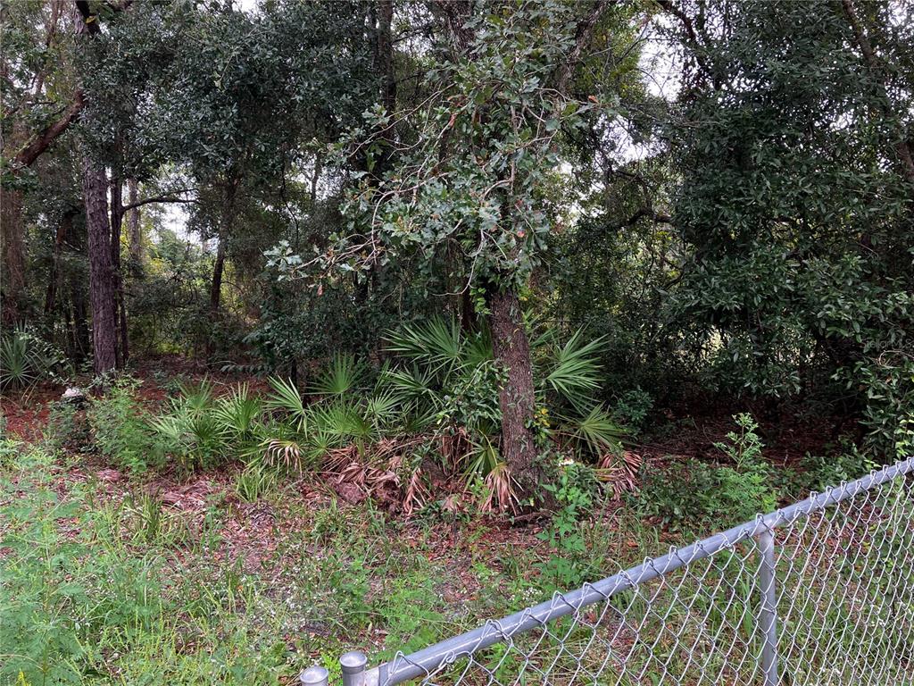 9255 Grouse Way Hudson, FL 34669 - Photo 5 of 15 a view of a forest with a tree