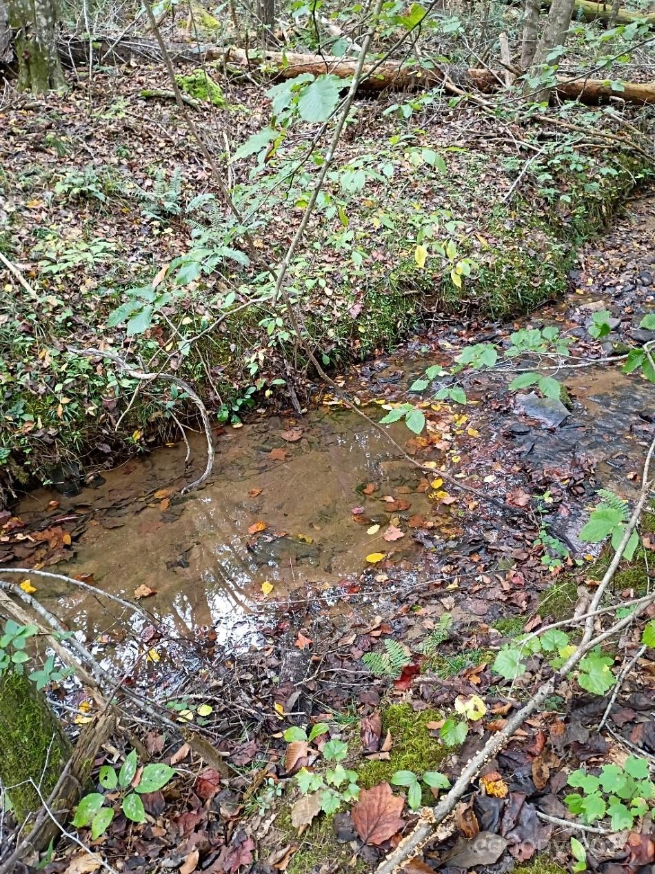 3024 Camp Creek Road Union Mills, NC 28167 - Photo 7 of 10 a view of a tree