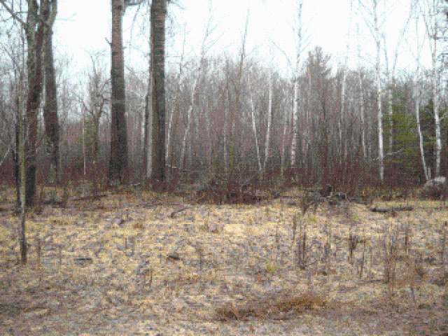 Just Off Just Off Mill Road Ogema, WI 54459 - Photo 5 of 5 Gallery Image 5