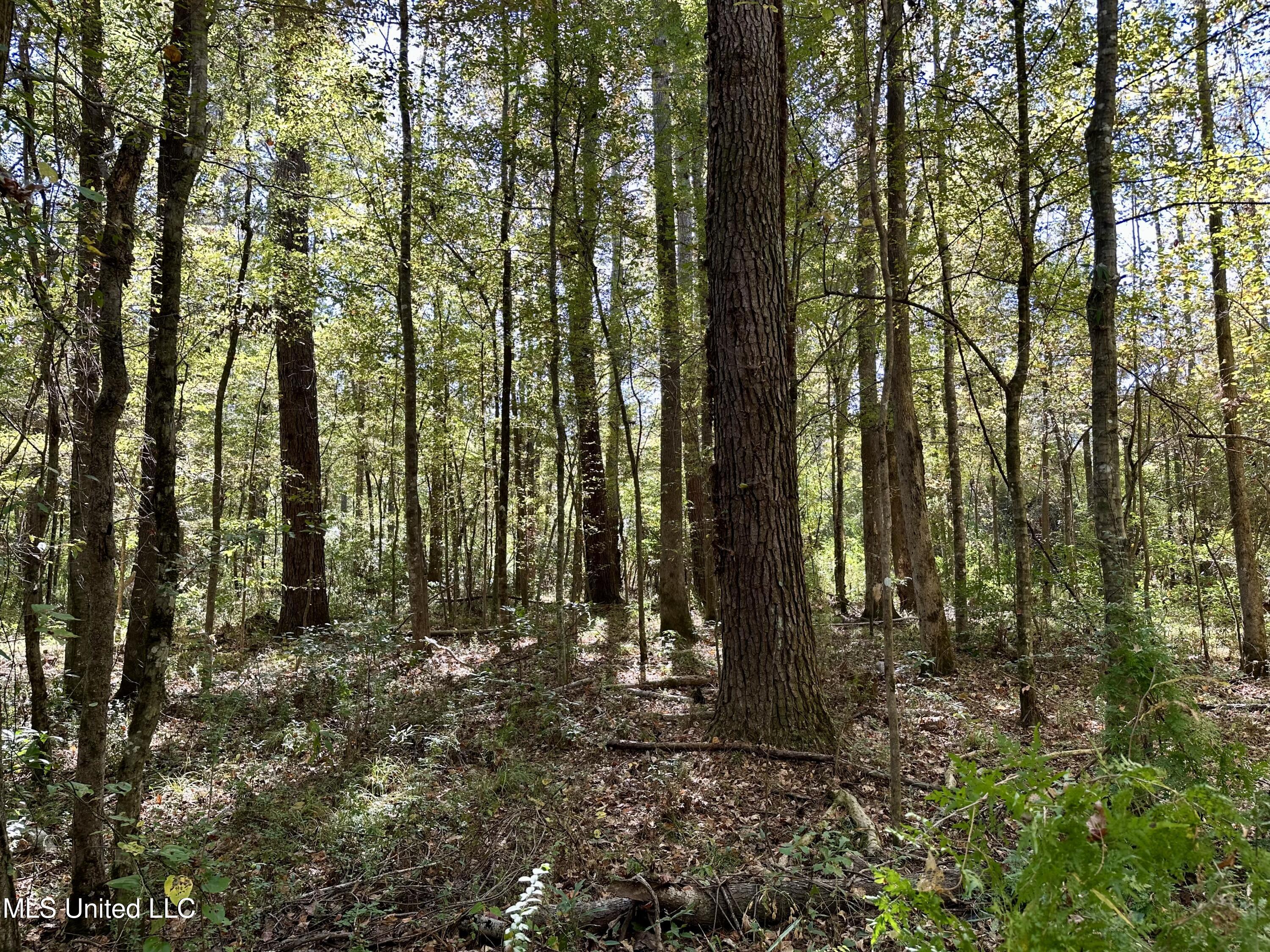 2089 Alford Bridge Road Summit, MS 39666 - Photo 14 of 24 IMG_3812