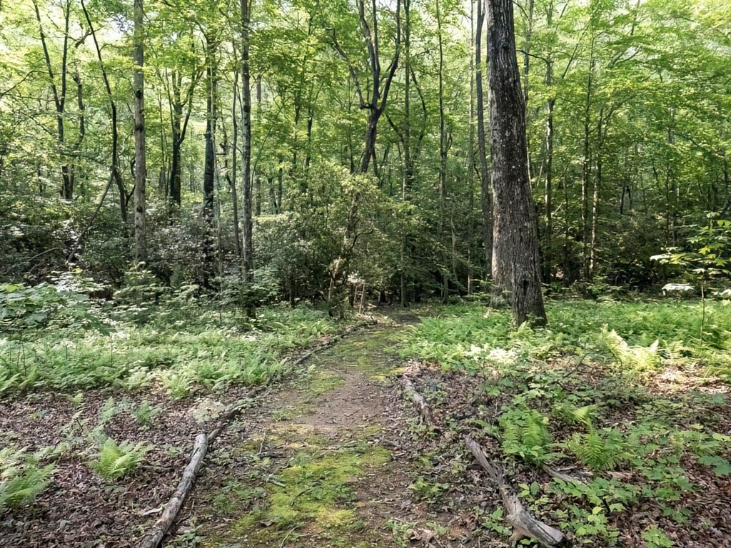 781 Mangum's Trail Blue Ridge, GA 30513 - Photo 25 of 65 a view of outdoor space and green space