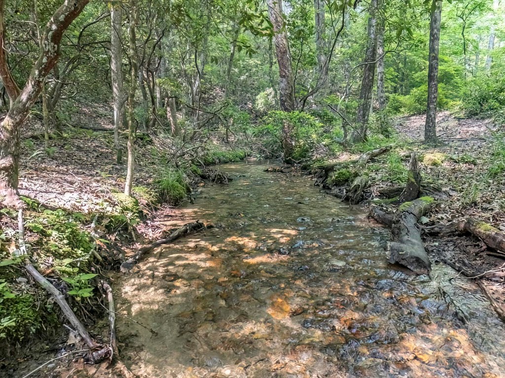 781 Mangum's Trail Blue Ridge, GA 30513 - Photo 64 of 65 a view of a forest with trees