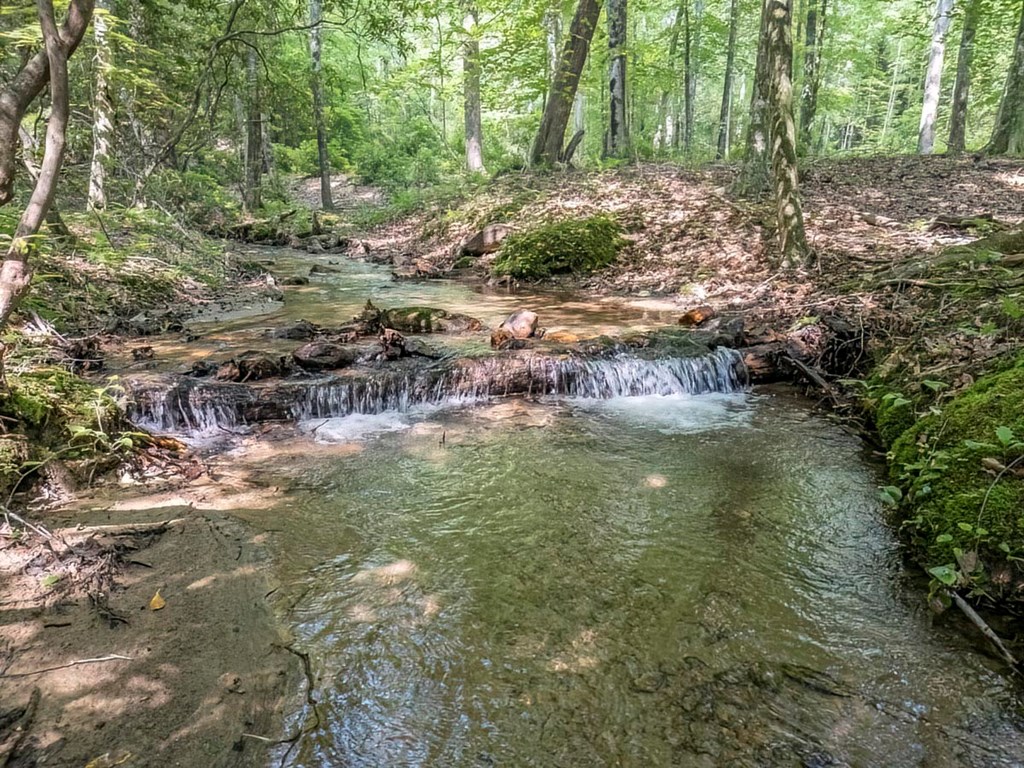 781 Mangum's Trail Blue Ridge, GA 30513 - Photo 65 of 65 a view of a lake with lots of trees