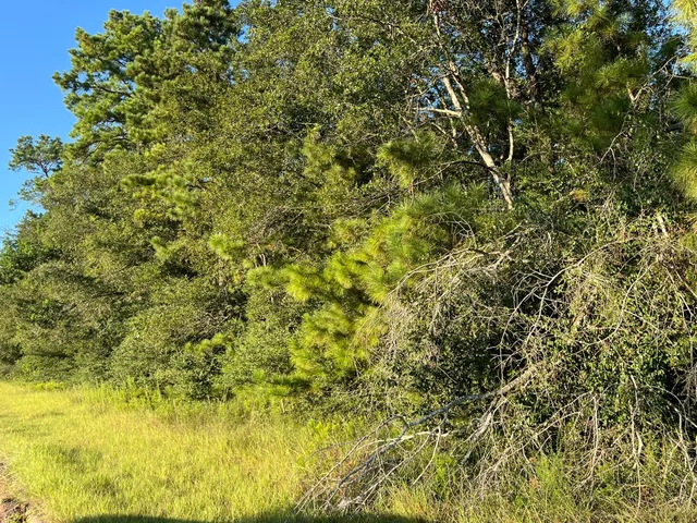 a view of a big yard with plants and large trees
