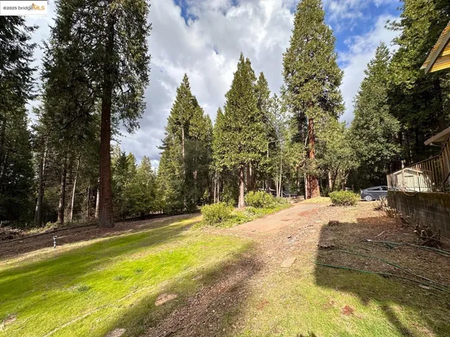 a view of a yard with plants and trees