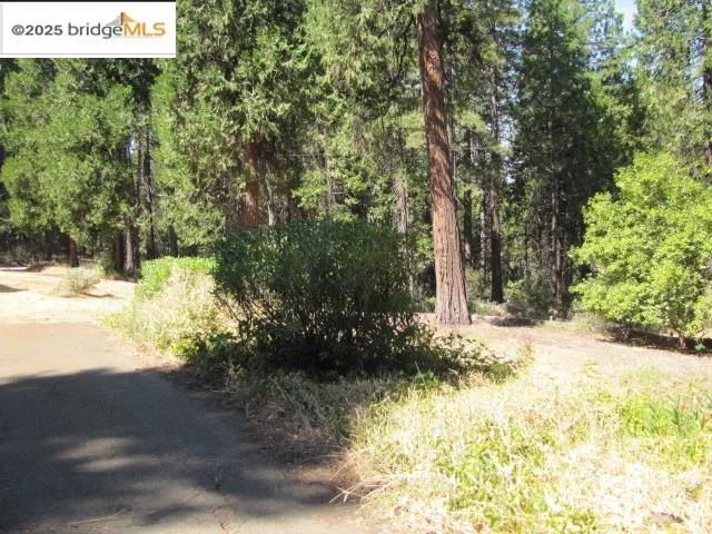 a view of a dry yard covered with trees