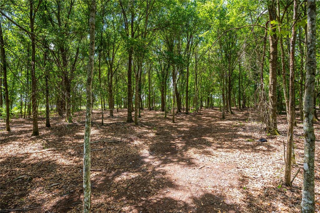 15079 Brahma Road Polk City, FL 33868 - Photo 3 of 40 a view of outdoor space and yard