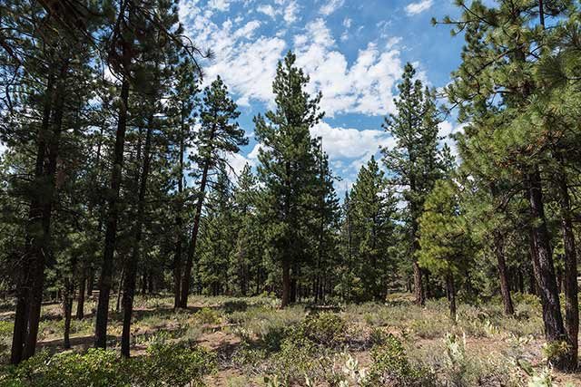 16735 Robertson Road Truckee, CA 96161 - Photo 11 of 14 Gallery Image 11