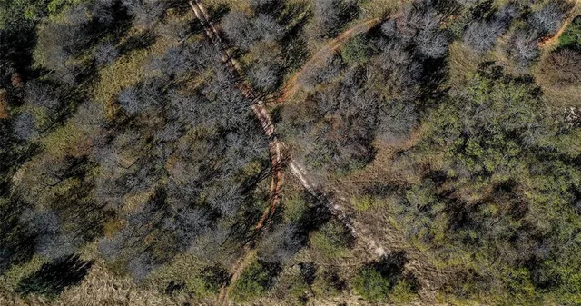a view of a forest with a tree