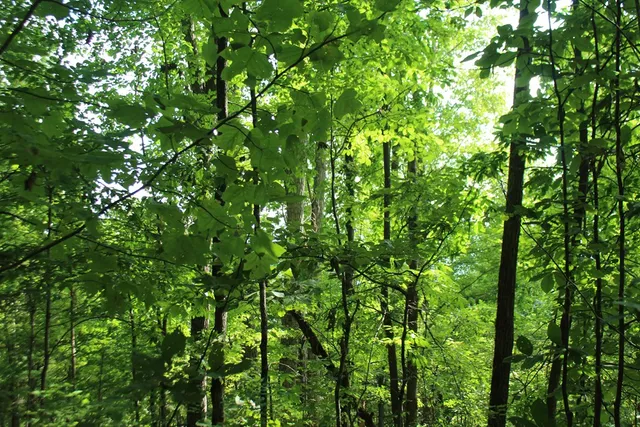 a view of a lush green field
