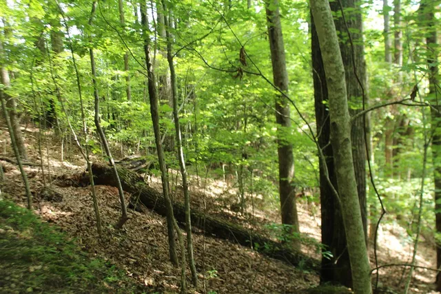 a close up of a plant in a garden
