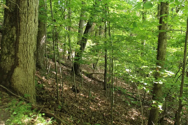 $14,500 | Lot 20 Skid Strip Lane, Hayesville, NC 28904