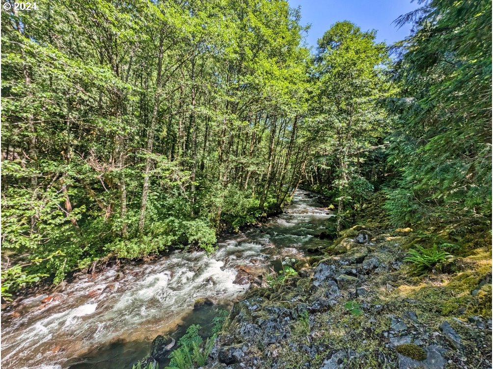 27602 Road 20 Rhododendron, OR 97049 - Photo 13 of 46 a view of a lush green forest with large trees