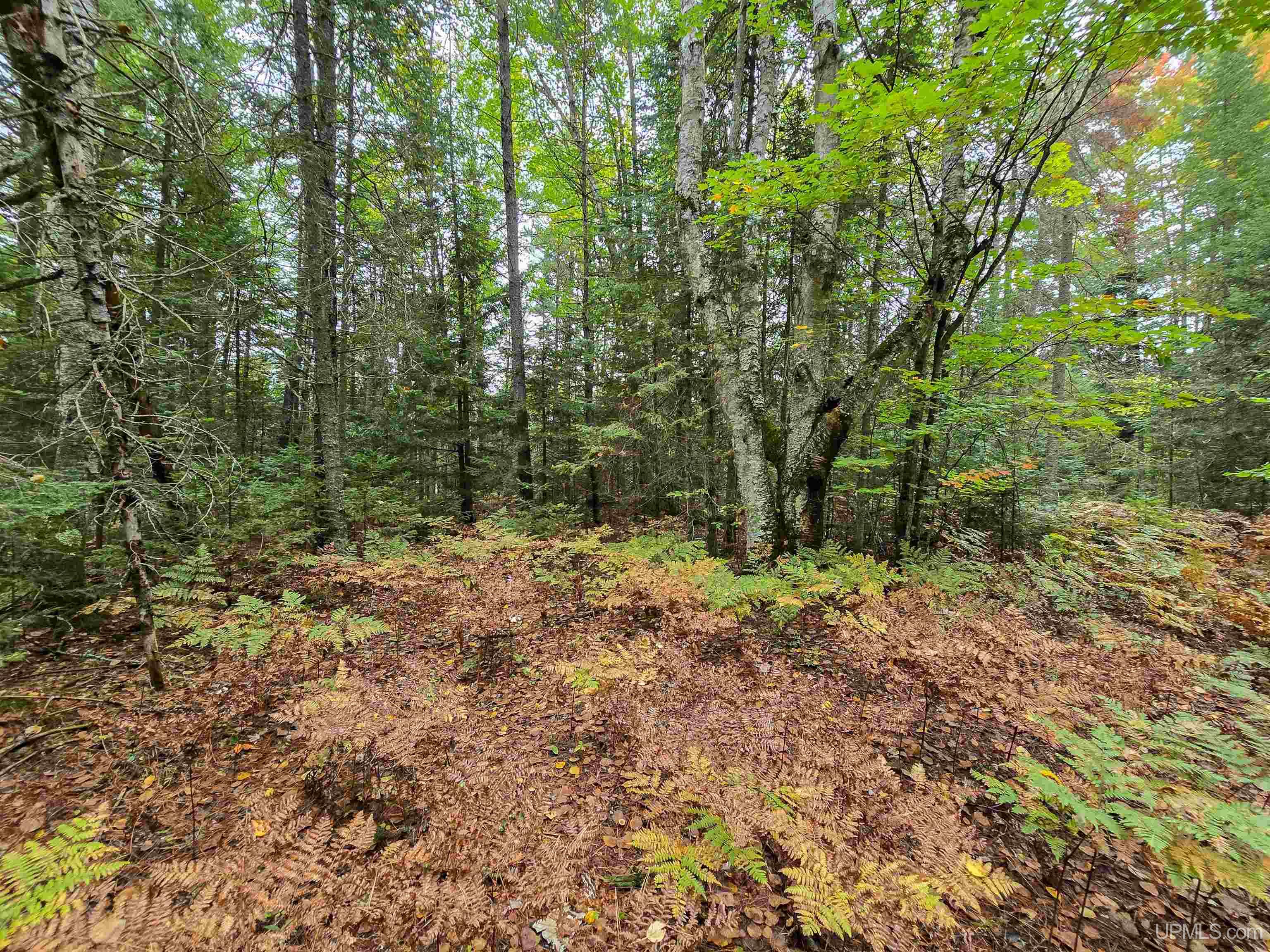 Tbd Leatherleaf Lane Munising, MI 49862 - Photo 5 of 24