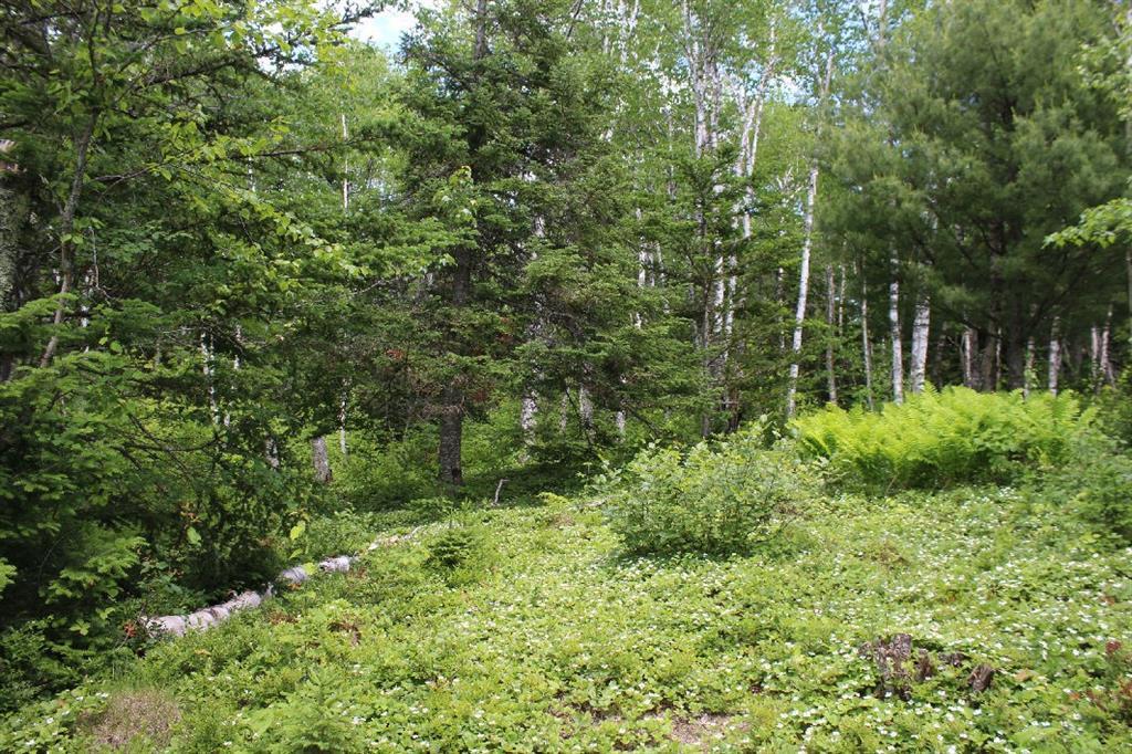 Lot 2 Tideway Lane Lubec, ME 04652 - Photo 4 of 18 clearing