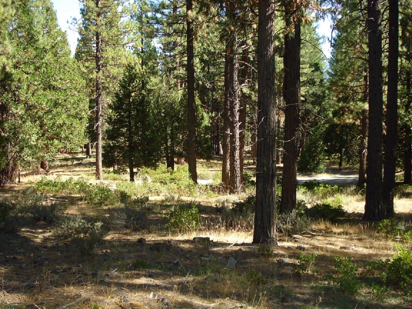 455 C Road Clio, CA 96106 - Photo 10 of 13