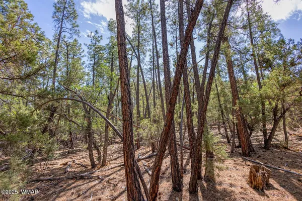 a view of forest