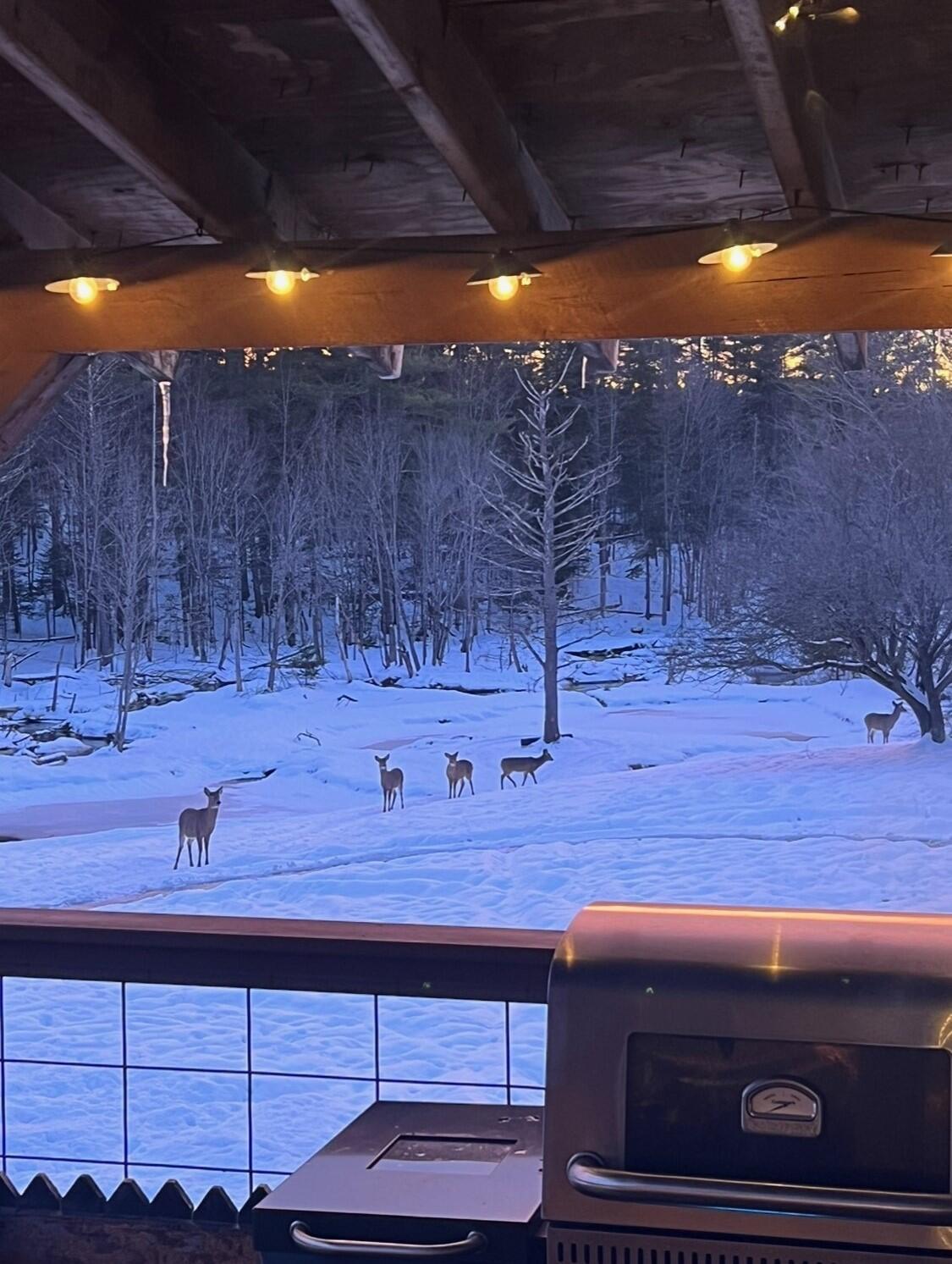 181 River Road Carthage, ME 04224 - Photo 45 of 50 IMG_8756