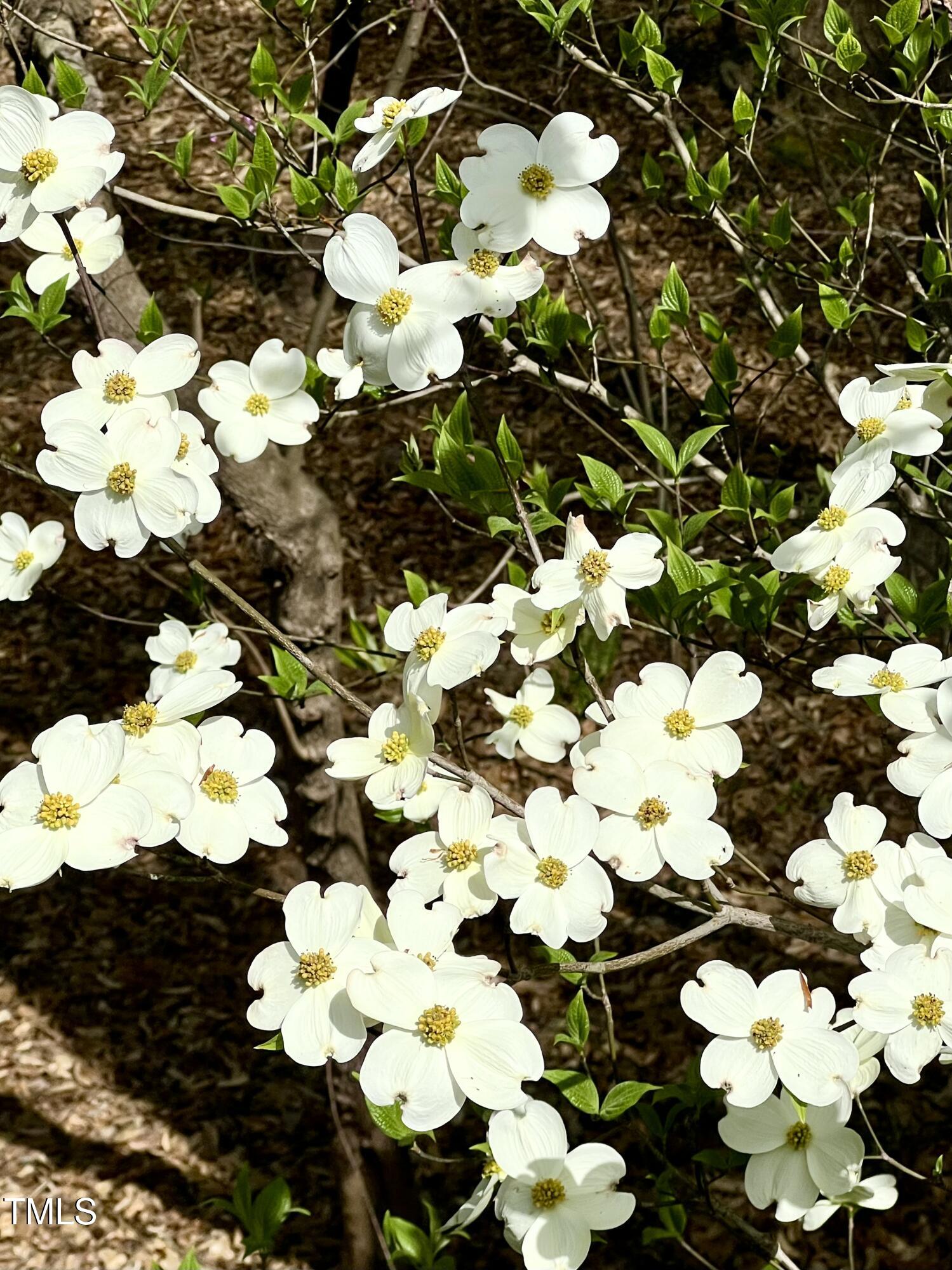 1425 Bascomb Drive Raleigh, NC 27614 - Photo 37 of 51 a view of flowers