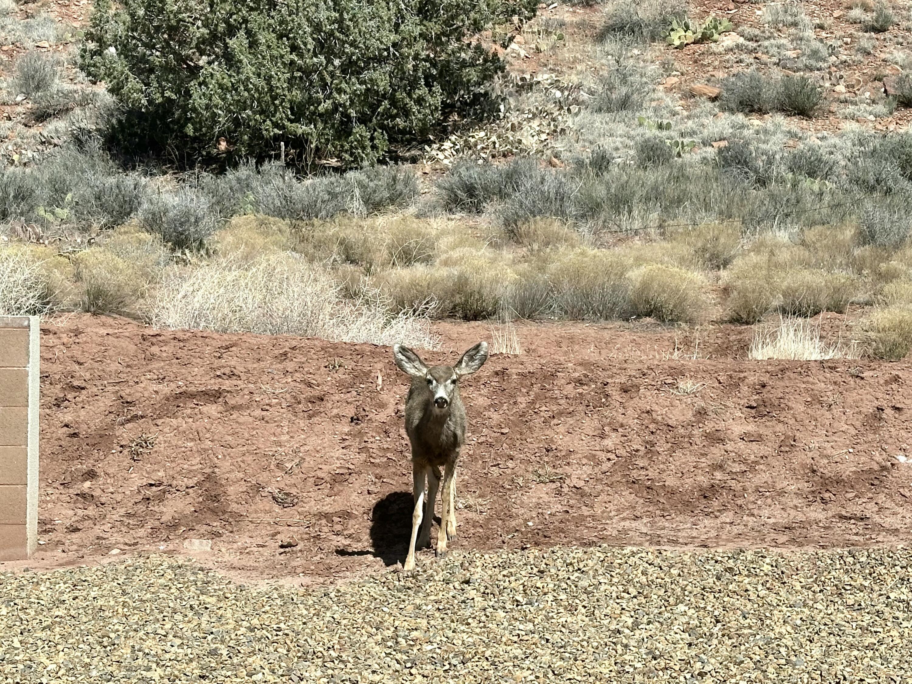 108 Trapper Circle, Unit C Springdale, UT 84767 - Photo 20 of 29 Spotted by our Friend