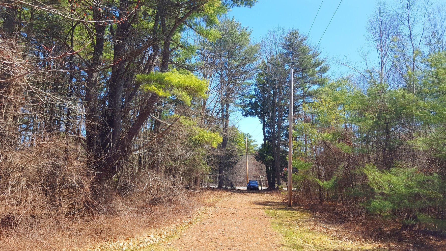 594 River Road Windham, ME 04062 - Photo 40 of 43 Driveway through the giant pines