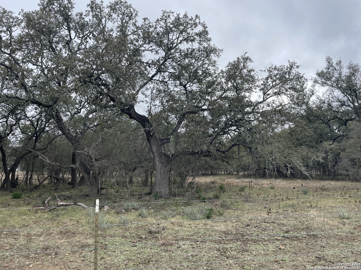 0 County Road 311 D'Hanis, TX 78850 - Photo 3 of 10 a view of a forest filled with trees