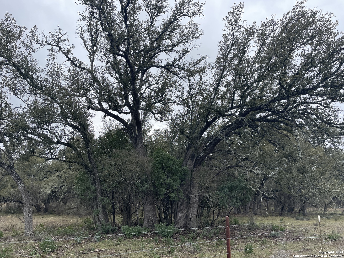 0 County Road 311 D'Hanis, TX 78850 - Photo 9 of 10 a view of a forest filled with trees