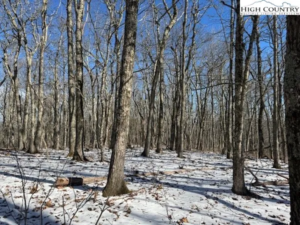 a view of a park with large trees